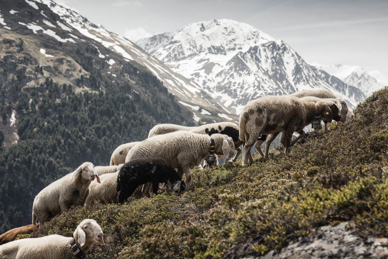 Tirowool Sheep