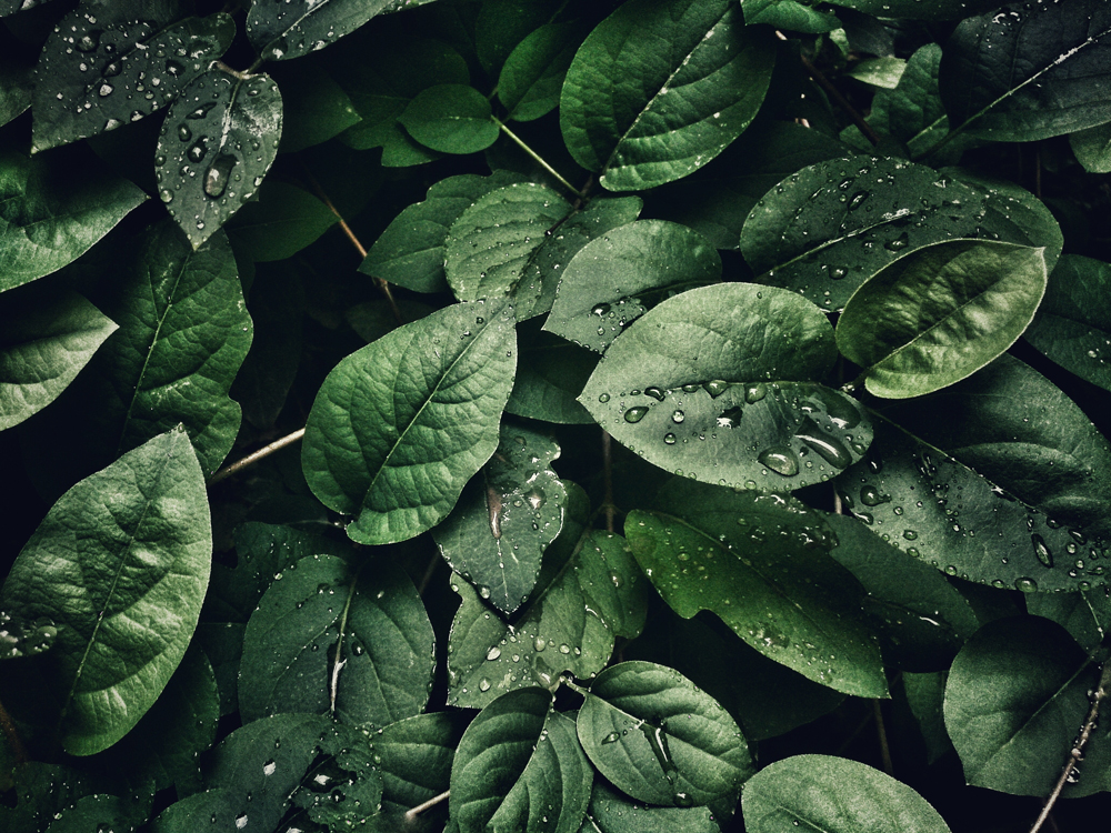 Close-up of dark green leaves with raindrops on them