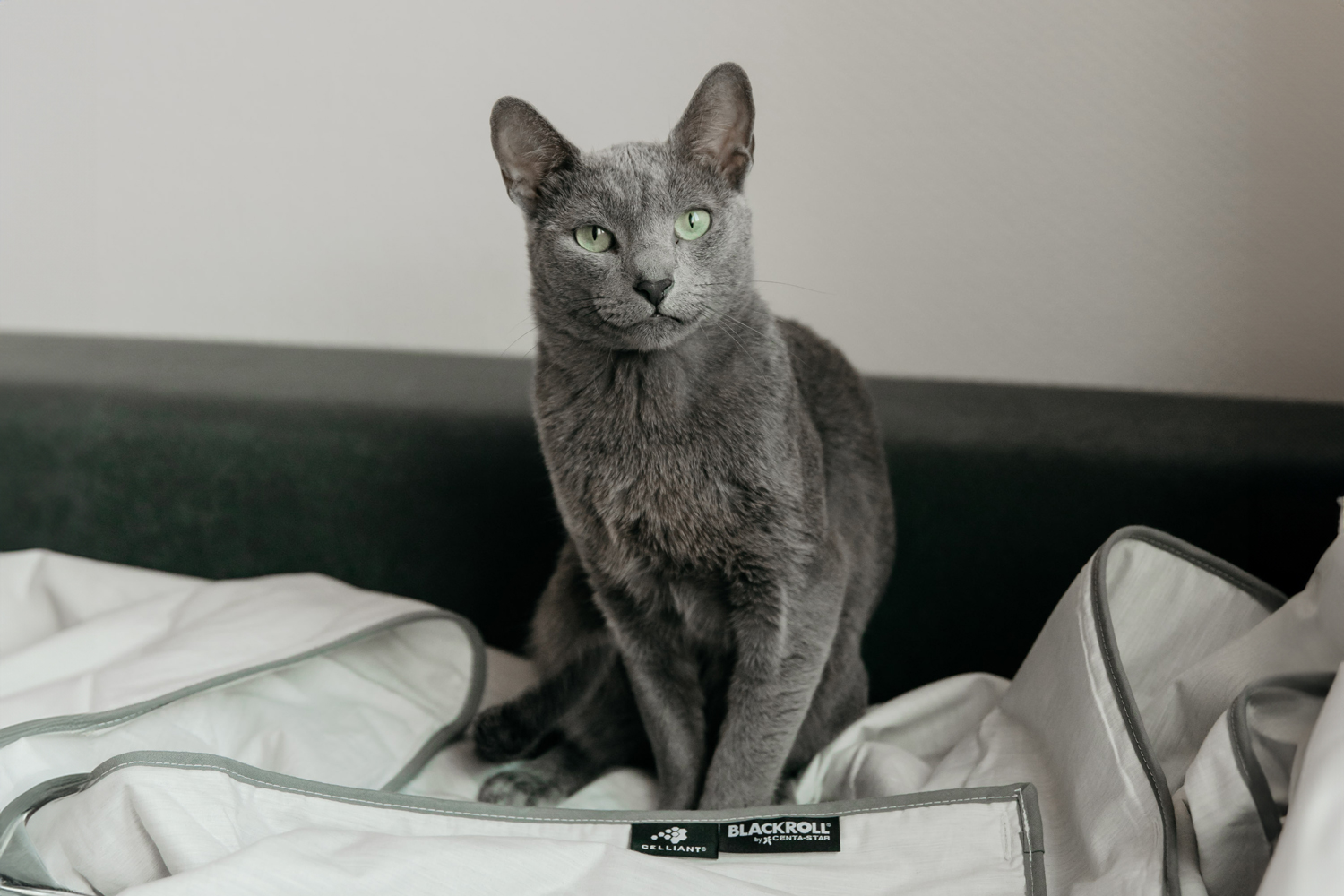 Gray cat sitting on a couch with a white blanket