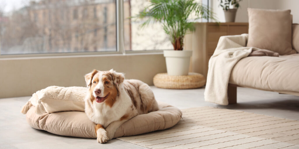 Dog lying on a pet bed with pillows in a living room