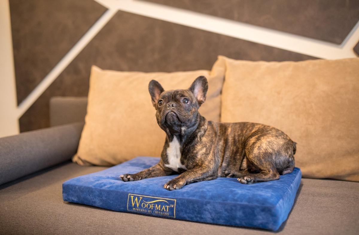 French Bulldog lying on a blue cushion with Woofmat branding